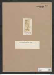Navicula apiculata Breb. (de-Toni-Nr.: Genus 1, Species 120) Zeichnungen Sammlung Grunow Nr. 372 (NHMW-BOT-W0366664)